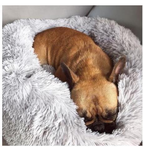 Dog Beds For Small Dogs Round Plush Cat Litter Kennel Pet Nest Mat Puppy Beds - Sluxe Global